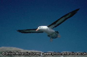 Black-browed Albatross (Thalassarche melanophrys)  in flight at Bird Island