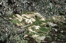   Antarctic hair grass, Deschampsia  antarctica stand with a large patch of dead grass ( cause unknown ).