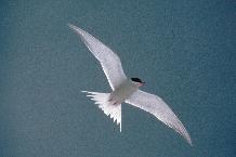 Arctic Tern (Sterna vittata) in flight