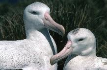 A pair of wandering albatross (Diomedea exulans), the male on the left has a heavier beak compared with the female who has more dark feathers on the crown.