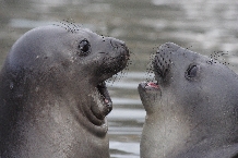 Young Elephant seal (Mirounga leonina) at King Edward point South Georgia. 