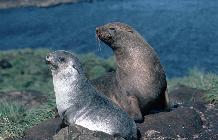 Antarctic Fur seal and pup on Bird Island, South Georgia