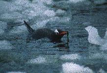 Gentoo Penguin with sea weed in its bill close to Port Lockroy on the Antarctic Peninsula.