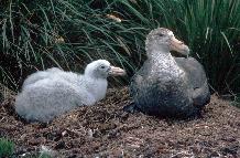 Southern Giant Petrel with chick (Macronectes giganteus)