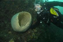 Marine Biologist encounters a giant sponge nearly 20m below the surface.  Gigantism may have played a role in the success of some Antarctic marine animals and is one aspect of efforts to understand how evolution has responded to climate change in the past.  This image is associated with the 2005-2010 BAS science programme: BIOFLAME - Biodiversity, Function, Limits and Adaptation from Molecules to Ecosystems.