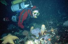 Diver (Alice Chapman) inspecting benthic community 20m under sea ice near Rothera in winter 1997.