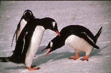 Gentoo Penguin (Pygoscelis papua) pair courtship display