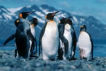 King Penguins (Aptenodytes patagonicus)