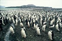 Chinstrap penguins ashore to moult on Candlemas Island, South Sandwich Islands
