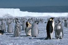 Emperor Penguins on the sea ice close to the Brunt Ice Shelf in the Weddell Sea,  Antarctica