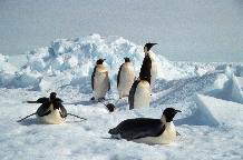 Emperor Penguins on sea ice near Halley