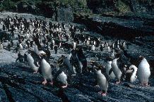 Macaroni Penguins (Eudyptes chrysolophus) coming ashore at South Georgia