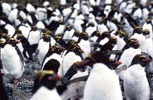 macaroni penguins in the 'big mac'  colony, Bird Island, South Georgia.
This image is associated with the 2005-2010 BAS science programme: DISCOVERY 2010- Integrating Southern Ocean Ecosystems into the Earth System.