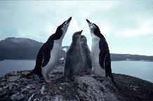 Chinstrap penguins (Pygoscelis antarctica) and chicks on Candlemas Island, South Sandwich Islands, Lucifer Hill Volcano in background.