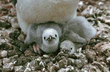 Chinstrap penguin chicks (Pysoscelis antarctica)