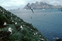 Black-browed Albatross colony (Thalassarche melanophrys) at Colony Q1 on Bird Island. Black-browed Albatrosses feed on Krill, fish and squid and tend to forage around the edge of the continental shelf of South Georgia.