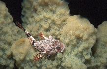 Antarctic plunderfish ( Harpagifer bispensis ) resting on sponge at a depth of 37m.
