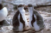 Gentoo Penguin chicks (Pygoscelis papua)