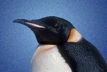 Emperor Penguin (Aptenodytes forsteri).