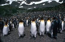 King penguins (Aptenodytes patagonicus) provide a real wildlife spectacle on the island of South Georgia, where 400,000 pairs breed. These birds were photographed at Royal Bay, South Georgia.
