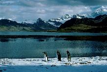 King Penguins at King Edward Point  South Georgia