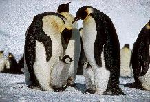Adult Emperor Penguins (Aptenodytes forsteri)