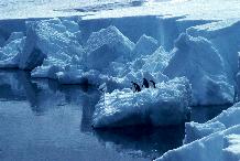 Adelie Penguins in front of the Ice Cliffs at Rothera Point on Adelaide Island.