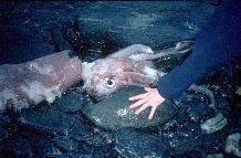 Giant squid found on a beach at Signy Island.