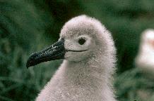 Black-browed Albatross chick (Thalassarche melanophrys)