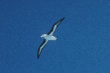 Black browed Albatross in flight close to South Georgia