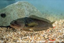 Notothenia coriiceps, the bullhead Notothen or yellow rock-cod. A common inshore Antarctic fish.