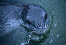 Adult leopard seal (Hydrurga leptonyx) seen at Port Lockroy on the Antarctic Peninsula