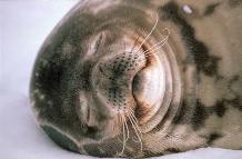 Weddell Seal (Leptonychotes weddellii).  Weddell seals are the most southerly of the Antarctic seals, and are normally found on fast ice within sight of land.