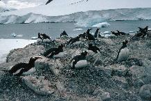 Gentoo Penguin (Pygoscelis papua) colony at Damoy, on the Antarctic Peninsula