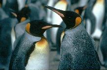 King penguins (Aptenodytes patagonicus) provide a real wildlife spectacle on the island of South Georgia, where 400,000 pairs breed. These birds were photographed at Royal Bay, South Georgia.