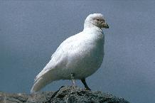 Greater or Snowy Sheathbill (Chionis alba), the only land bird to survive in the Antarctic. Most sheathbills migrate to the Falkland Islands or South America for the winter.