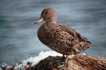 South Georgia Pintail (Anas georgica). They nest among the tussac grass and feed in freshwater pools, waterlogged ground and along the shore.