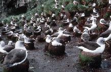 Grey-headed Albatross (Thalassarche chrysostoma) colony, colony B (Hibitane). Note pedestal nests