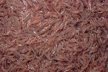 Krill - Euphausia superba.  The catch of a net land off South Georgia: Antarctic Krill, Euphausia superba.