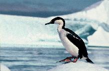 Blue-eyed shag on an ice floe close to  Rothera Point, Adelaide Island, Antarctica