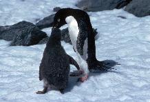 Adelie Penguin feeding chick (Pygoscelis adeliae). Adult feeding an older chick (probably about 1 month old).
