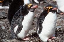 Pair of Macaroni Penguins (Eudyptes chrysolophus) - male on the left  with larger and thicker bill .  Birds sitting at nesting site prior to egg laying