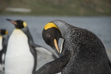 King Penguin, King Edward Point, South Georgia