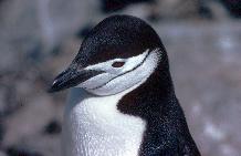 Chinstrap Penguin (Pygoscelis antarctica) showing it's distinctive chin strap marking - It is easy to see where this species gets its name.