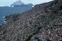 Large colony of macaroni penguins (Eudyptes chrysolophus) at Goldcrest point, Bird Island.  There are several larger colonies on the Willis Island in the background.