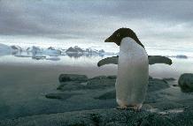 An Adelie penguin on Rothera Point, Adelaide Island, Antarctica