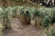 Tussock grass ( Parodiochloa flabellata) stools eroded by elephant seal activity