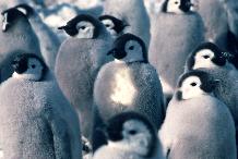 Emperor penguin chicks on the sea ice close to Brunt Ice Shelf