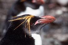 Adult male Macaroni Penguin (Eudyptes chrysolophus)