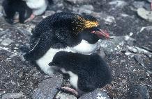 Macaroni Penguin and chick at Macaroni Cwm, Bird Island